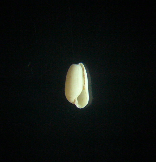 cylichnina nitidula?